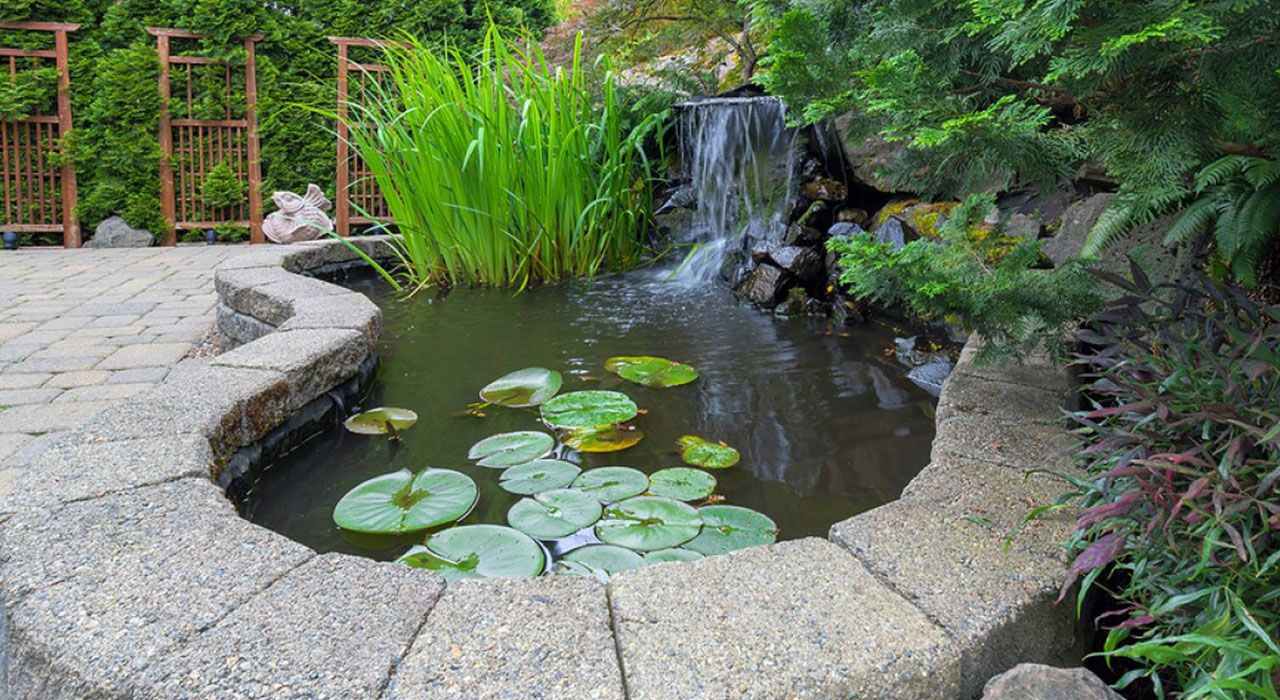 POND CARE IN OCTOBER Cambridge Garden Services