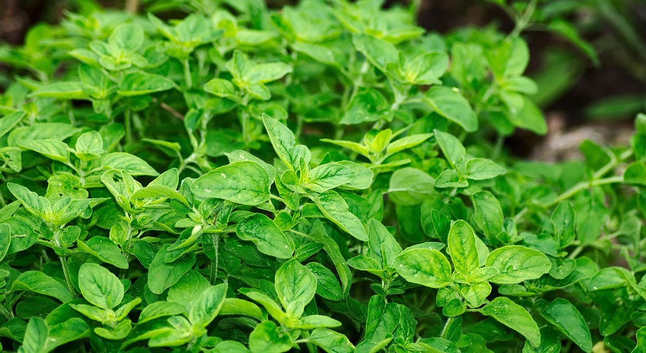 How to grow Oregano Cambridge Garden Services