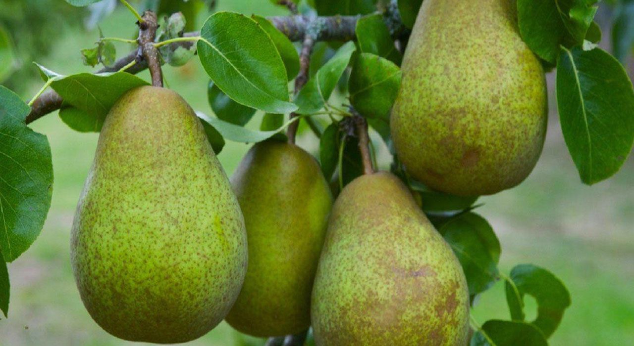 How To Grow Pear Cambridge Garden Services 