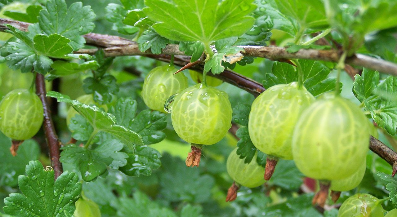 How to grow gooseberry - Cambridge Garden Services