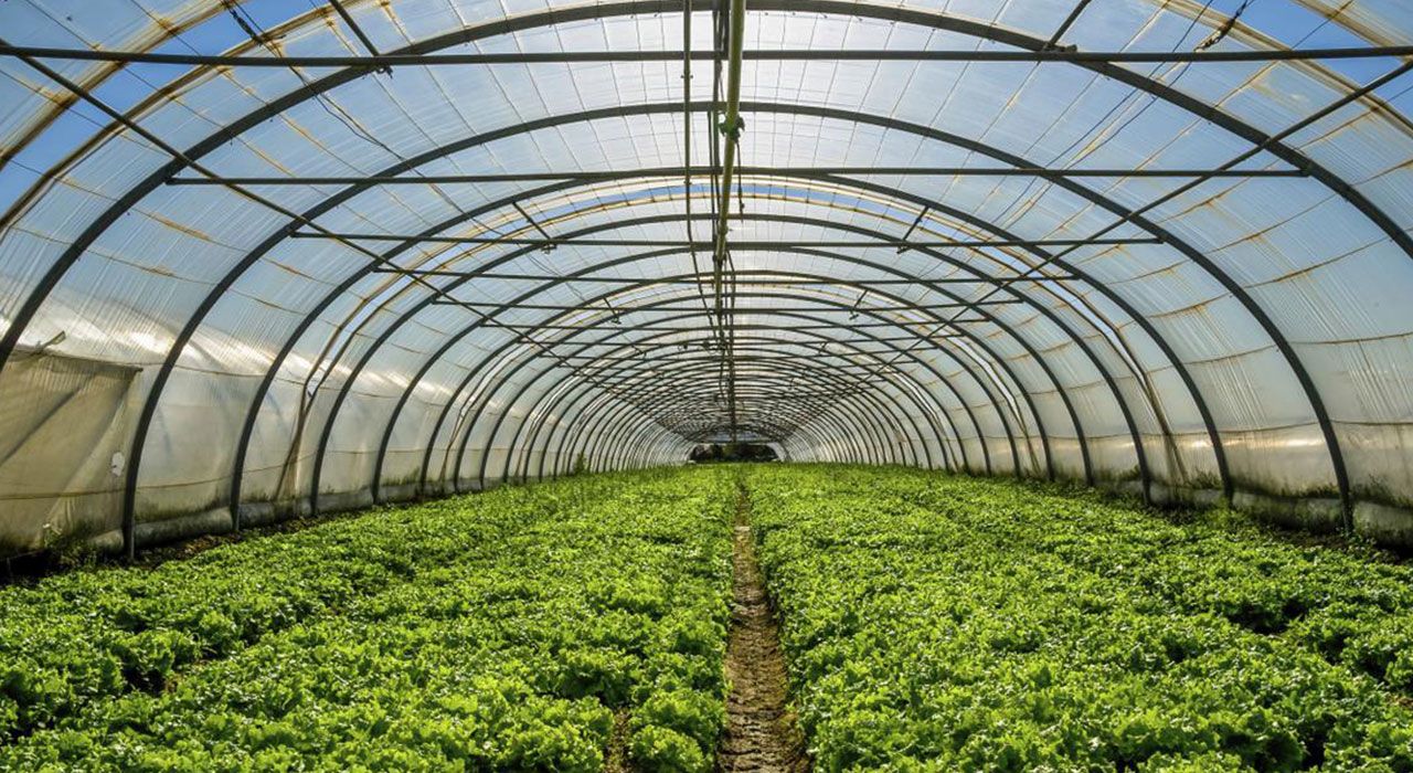 GREENHOUSE AND PLANT CARE IN OCTOBER - Cambridge Garden 
