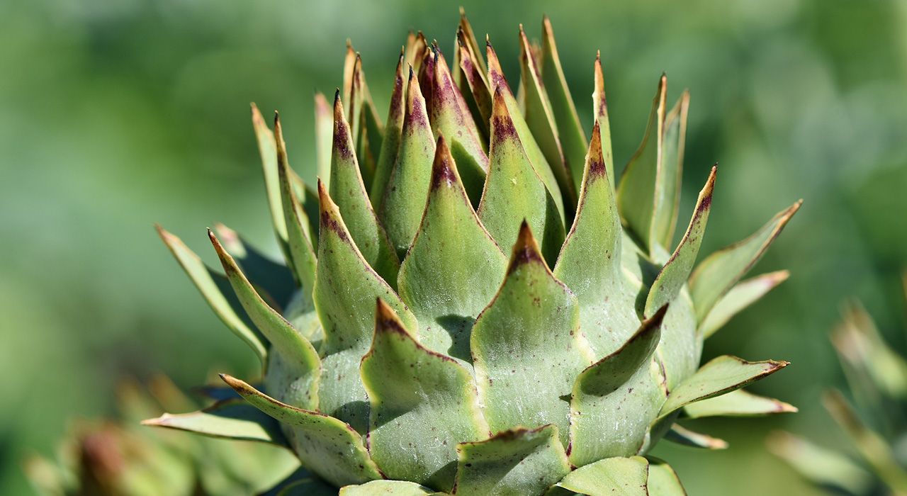 how to grow artichokes - cambridge garden services