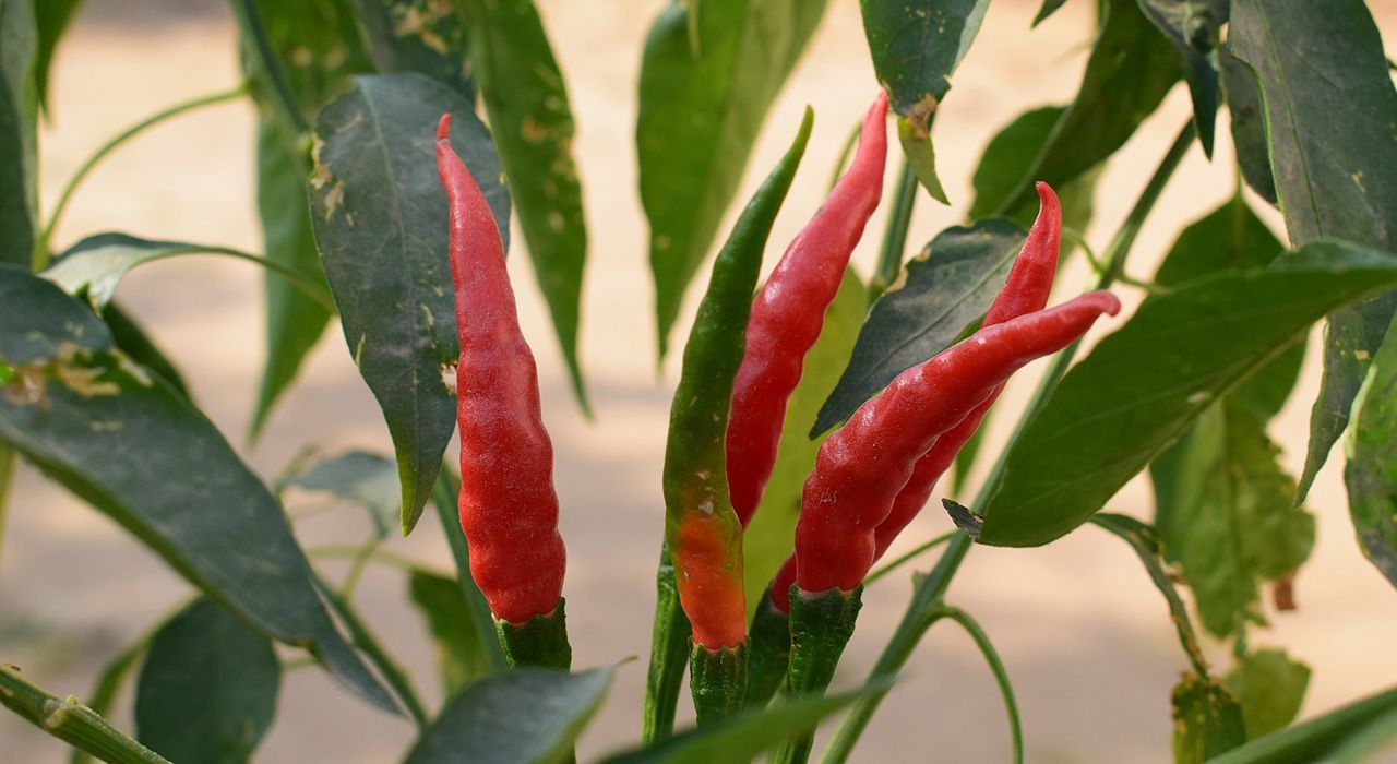 how to grow aubergines, chillies & peppers - cambridge