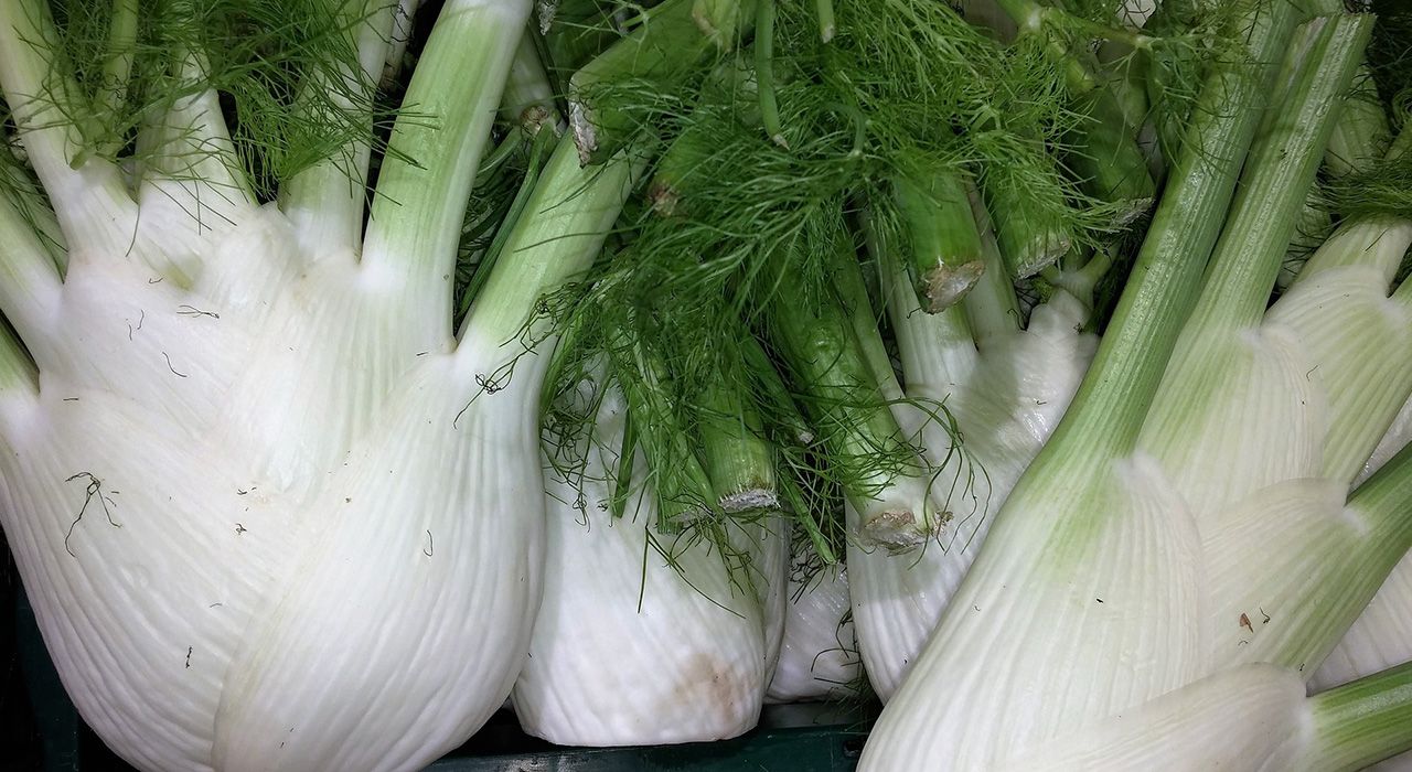 How to grow Fennel Cambridge Garden Services