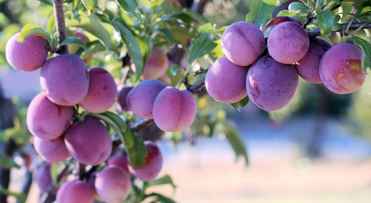 How To Grow Plums - Cambridge Garden Services