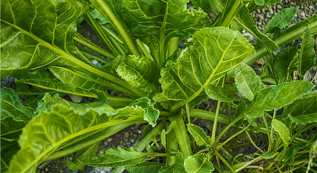 How to grow SPINACH, SPINACH BEET, CHARD Cambridge Garden Services