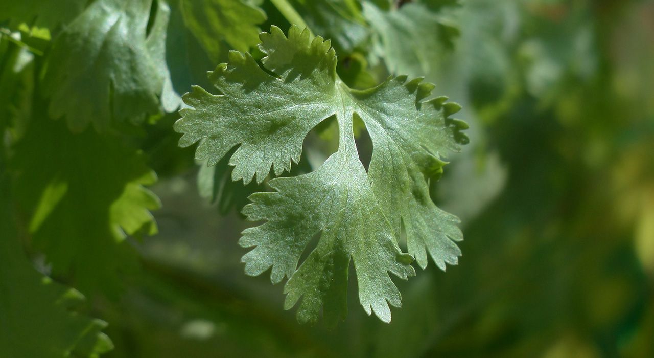 How to grow Coriander Cambridge Garden Services