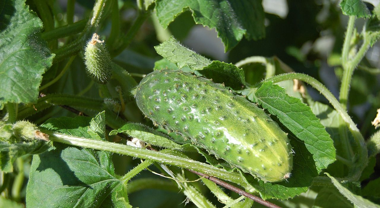 How to grow green Cucumber Cambridge Garden Services