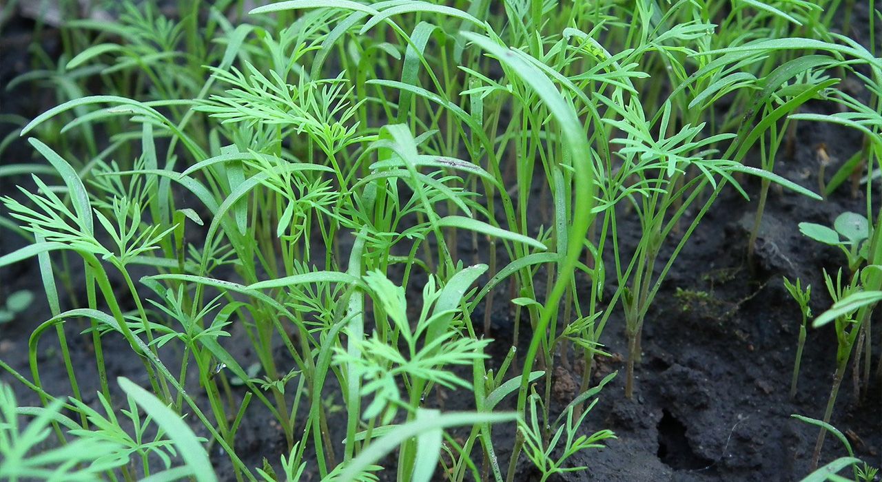 How to grow Dill Cambridge Garden Services