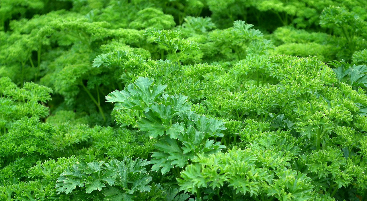 How to grow parsley Cambridge Garden Services