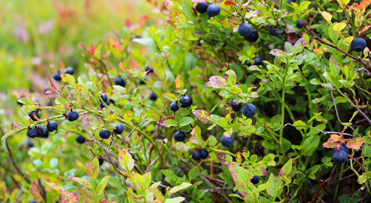 How to grow blueberries Cambridge Garden Services