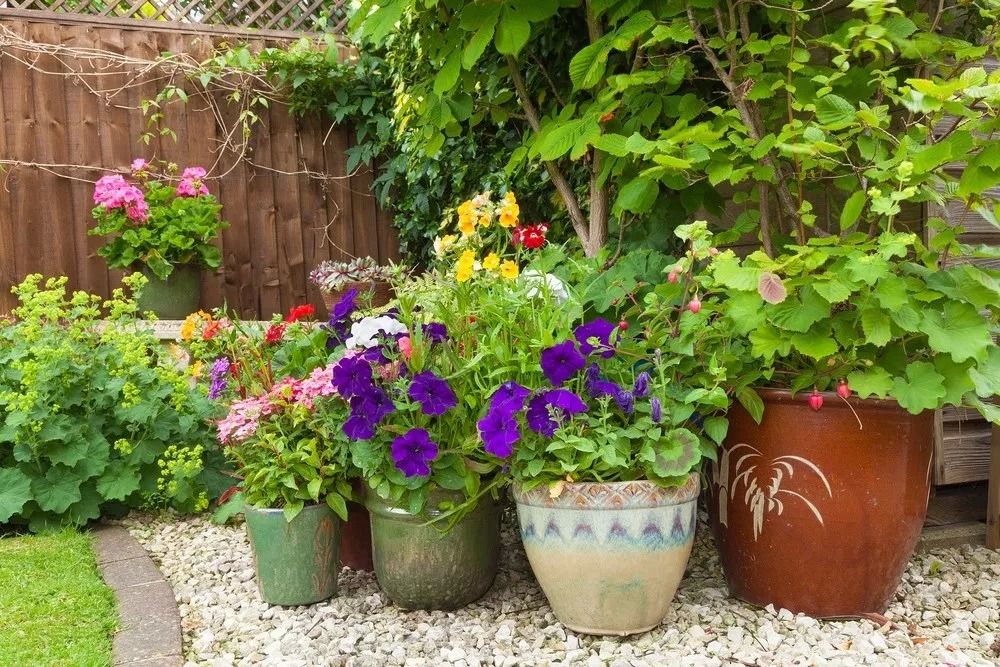 Add instant colour to your garden - Cambridge Garden Services